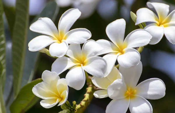 Цветки Белой Франжипани Цветущие Деревьях Спа Флоу — стоковое фото