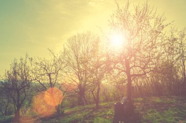 Güzel orman manzara ateş