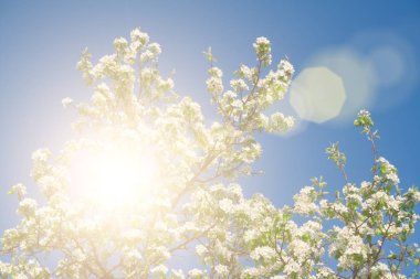 Çiçekler ağaçlar üzerinde atış kapatın