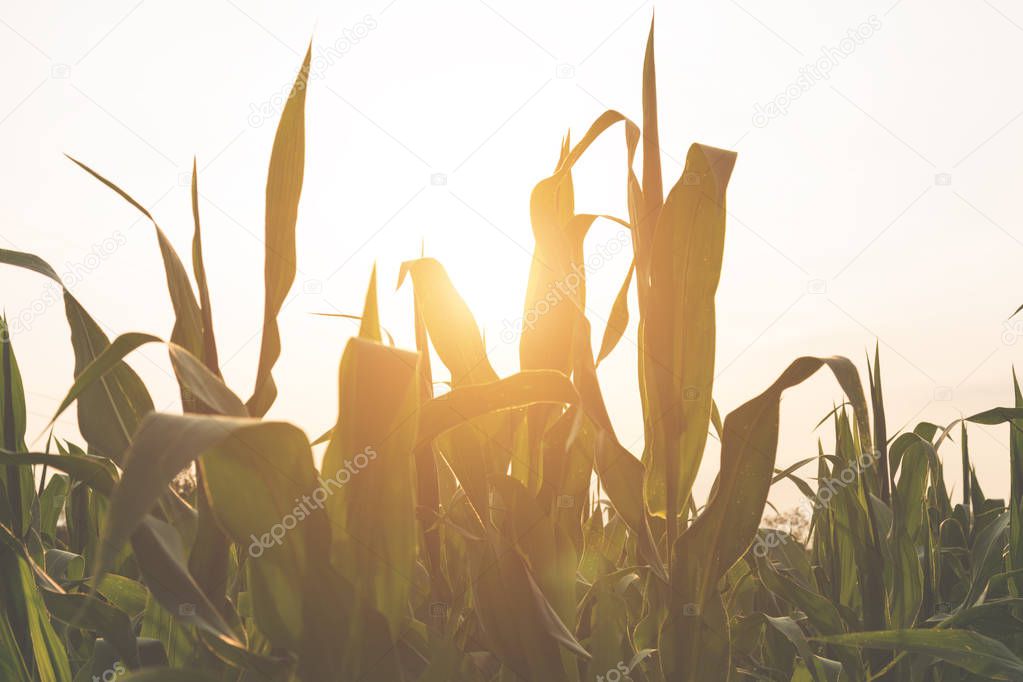 Corn field close up shot