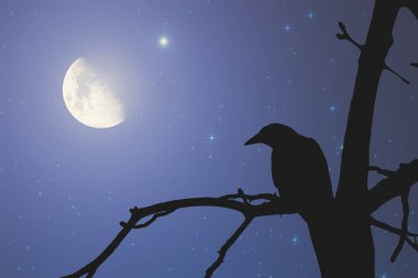 Siyah kuzgun atış kapatın