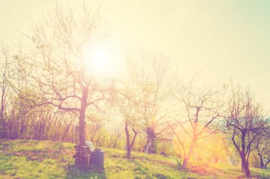 Güzel orman manzara ateş