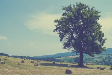 Güzel orman manzara ateş