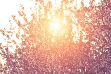 Çiçekler ağaçlar üzerinde atış kapatın