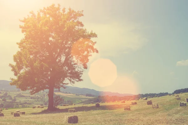 Güzel orman manzara ateş