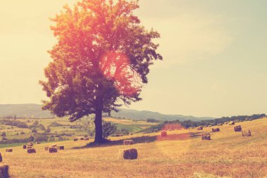 Güzel orman tema arka plan