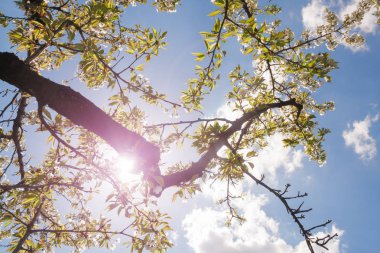 Çiçekler ağaçlar üzerinde atış kapatın