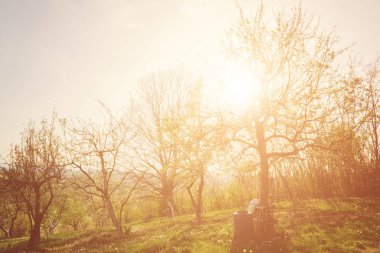 Güzel orman manzara ateş