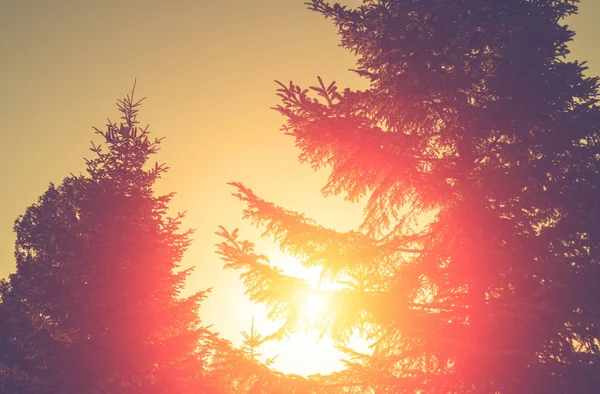 Güzel orman tema arka plan