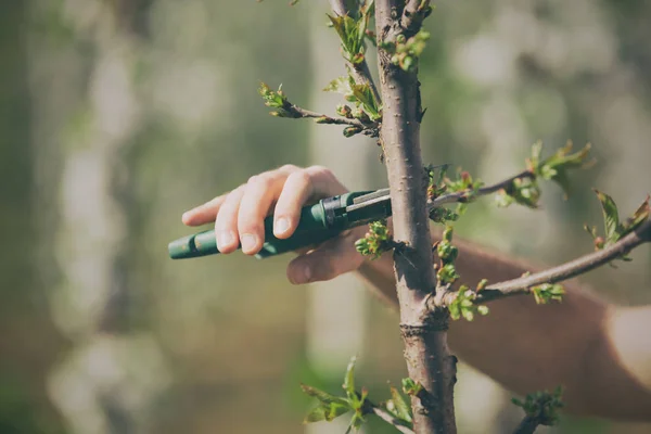 stock image Mn working on cherry plantation in spring