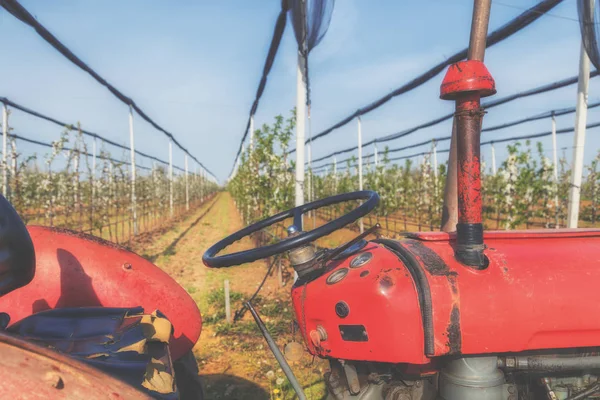 Kiraz bir plantasyonda püskürtme traktör