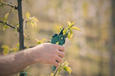 Bahar aylarında kiraz çiftliğinde çalışan Mn