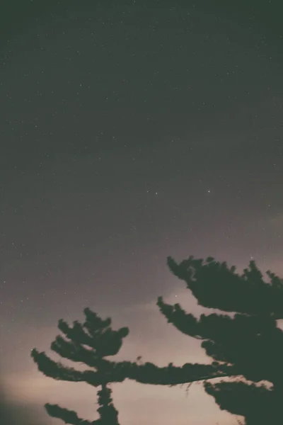 Estrellas Brillantes Que Brillan Cielo Nocturno Sobre Siluetas Oscuras Árboles — Foto de Stock