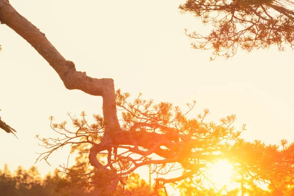 Güneş parlama ile orman