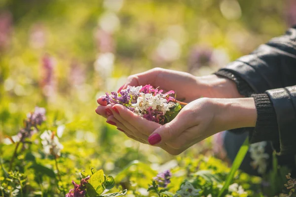 Çayırda, çiçek yığını tutan eller yakın çekim  