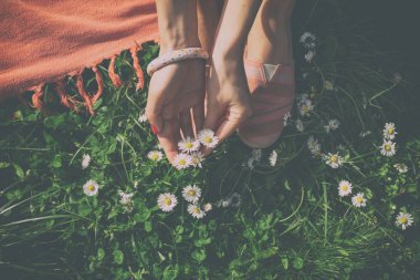 yeşil çayır üzerinde beyaz chamomiles dokunmadan eller 