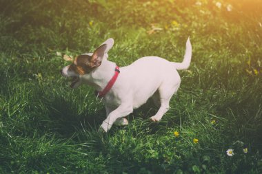 Jack russell köpek yeşil çimenlerin üzerinde