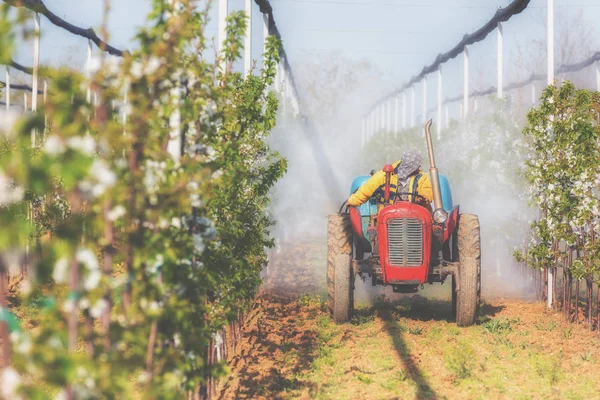 Kiraz bir plantasyonda püskürtme traktör