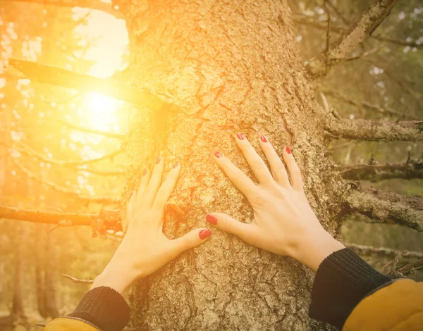 Жіночі Руки Торкаються Кори Дерева Природі — стокове фото