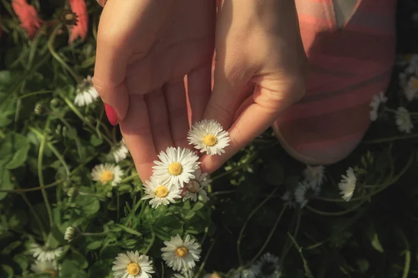 Жіночі Руки Торкаються Білих Ромашок Зеленому Лузі — стокове фото