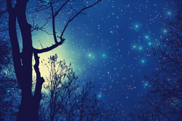 Bright stars shining in night sky over dark silhouettes of trees, space concept