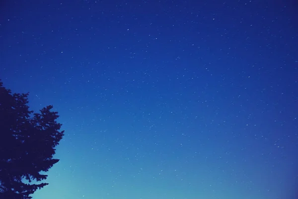 Estrelas Brilhantes Brilhando Céu Noturno Sobre Silhuetas Escuras Árvores Conceito — Fotografia de Stock