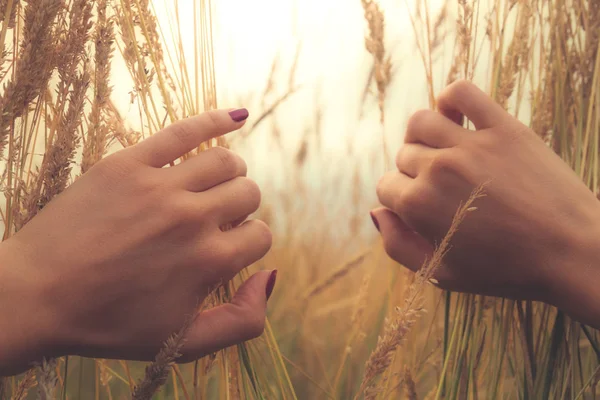 Girl Spreads Wheat Her Hands Shallow Depth Field Hands — Stock Photo, Image