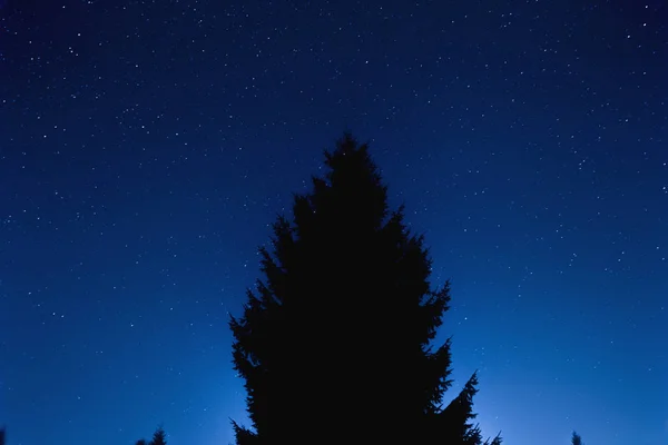 Vintergatans Stjärnor Och Träd Siluetter Fotograferade Med Vidvinkelobjektiv — Stockfoto