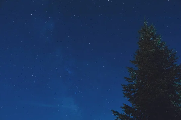 Estrelas Caminho Leitoso Silhuetas Árvore Fotografadas Com Lente Largo Ângulo — Fotografia de Stock