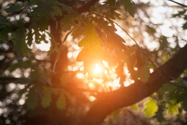 Oak tree with sun flares through the branches.