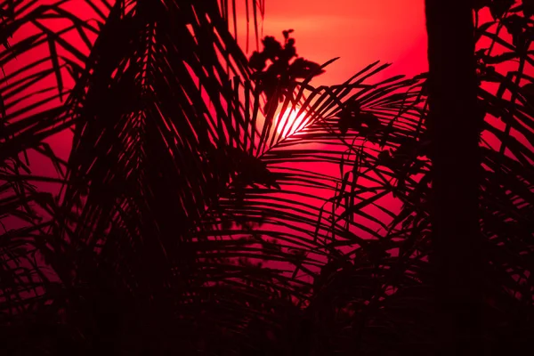 Tropikalne Zachód Słońca Między Kokosowego Drzewa Liści Optyczny Koncentruje Się — Zdjęcie stockowe