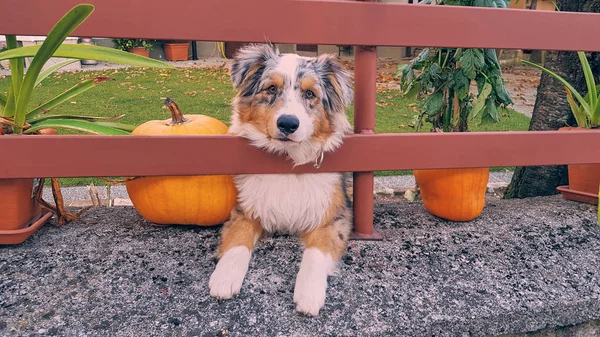Dog on a farm with halloween pumpkins around.