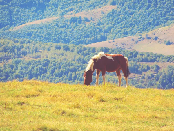 Дикая Лошадь Пустом Лугу Природе — стоковое фото