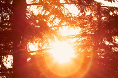 Ağaç dalları üzerinde renkli sonbahar yaprakları.