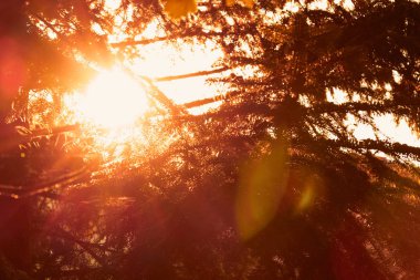 Ağaç dalları üzerinde renkli sonbahar yaprakları.