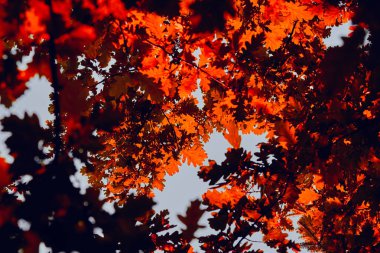 Ağaç dalları üzerinde renkli sonbahar yaprakları.