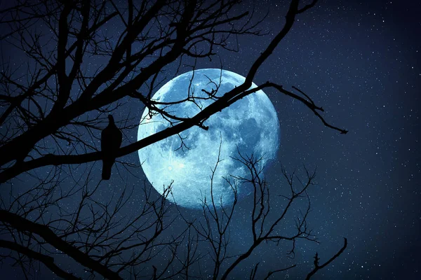 Silhouette Arbre Avec Oiseau Dessus Lune Sur Fond Étoilé Les — Photo