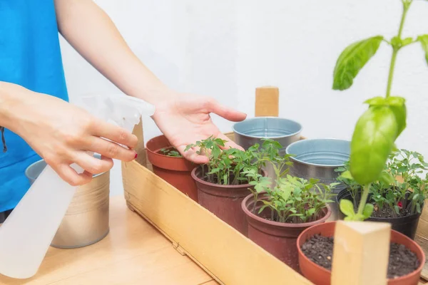 Mujer Sosteniendo Pulverización Lata Para Refrescar Las Especias Cultivadas Casa — Foto de Stock