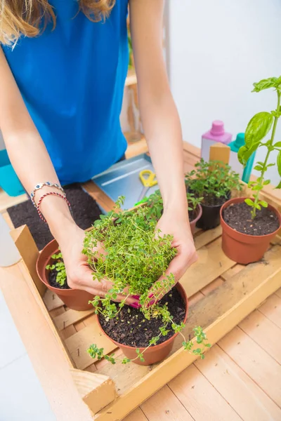 Niña Cuidando Las Plantas Cultivadas Casa Especias — Foto de Stock