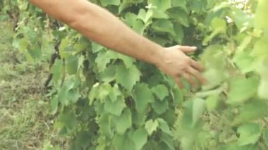 Organik üzüm açık havada kontrol adam görünümünü kırpılmış