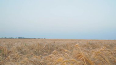 Buğday alanı tarafından yürüyen adam