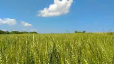Buğday olgunlaşma ile taze yeşil alan