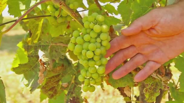 Przycięte Widok Człowieka Sprawdzanie Ekologicznych Winogron Zewnątrz — Wideo stockowe