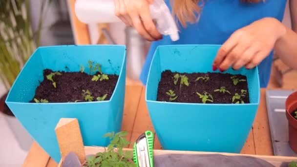 Vrouw Thuis Geteelde Planten Verzorgen — Stockvideo