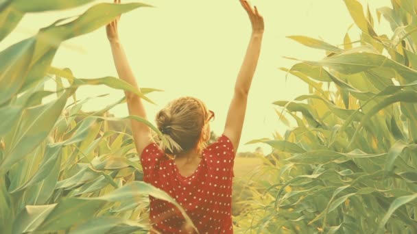 リラックスできる明るい緑のトウモロコシのフィールドに立っている若い女性 — ストック動画
