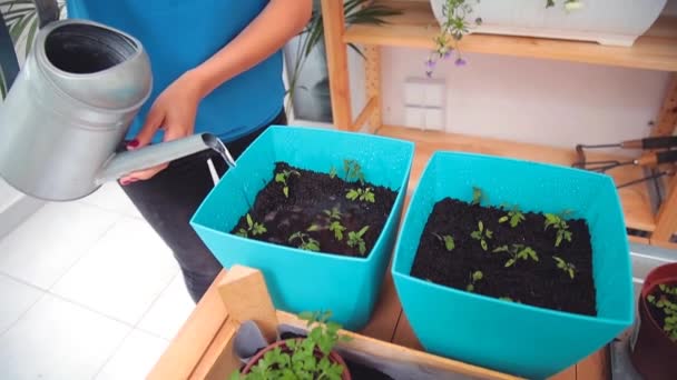 Young Woman Watering Plants Vases Using Watering Can — Stock Video