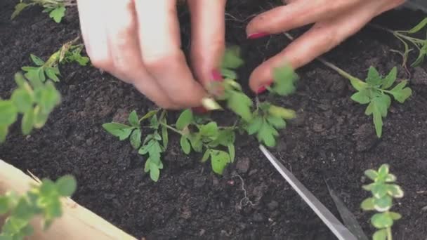 Žena Pečující Domácí Pěstovaných Rostlin — Stock video