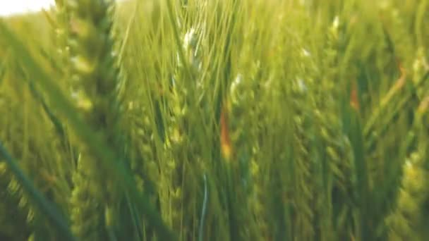 Champ vert frais avec du blé mûr 