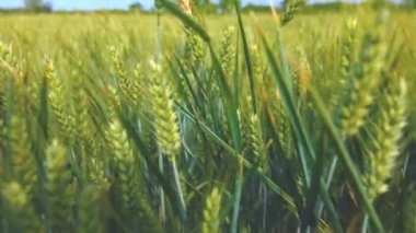 Buğday olgunlaşma ile taze yeşil alan