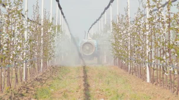 Traktor Sprüht Auf Kirschplantage — Stockvideo